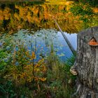 Nonnenmattweiher im Herbst 01