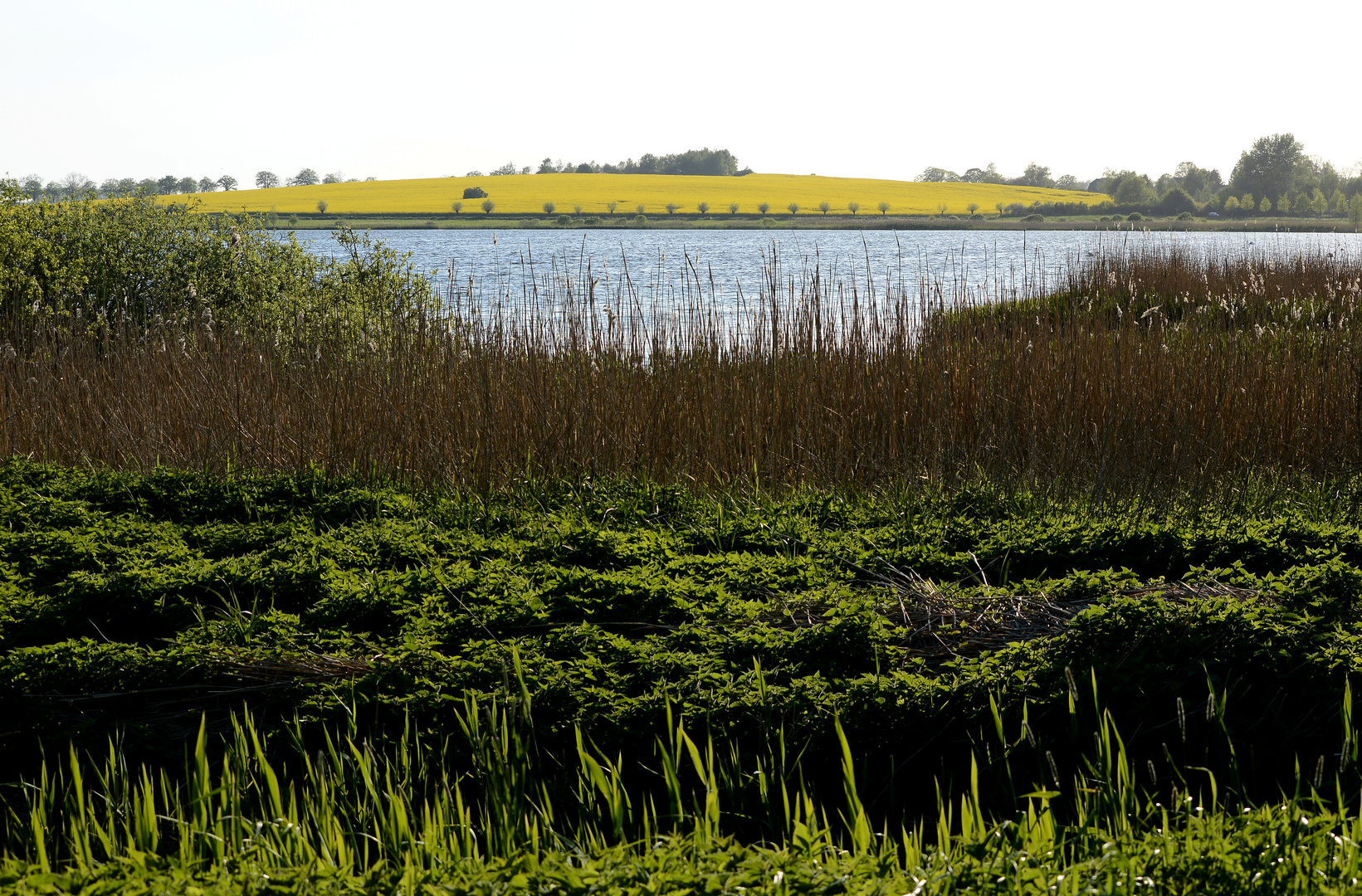 Nonnensee Pflanzengürtel