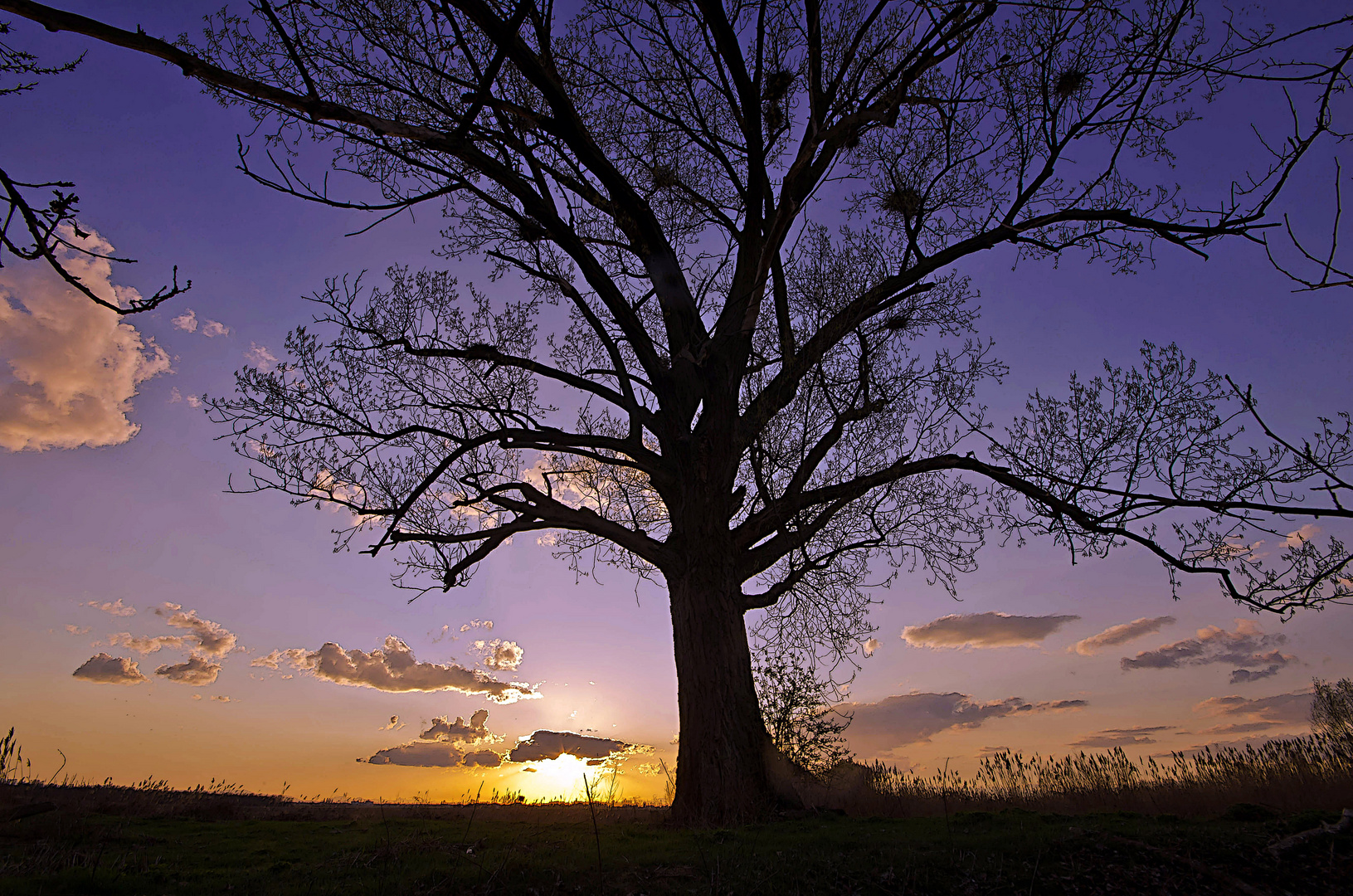 Nonno Albero