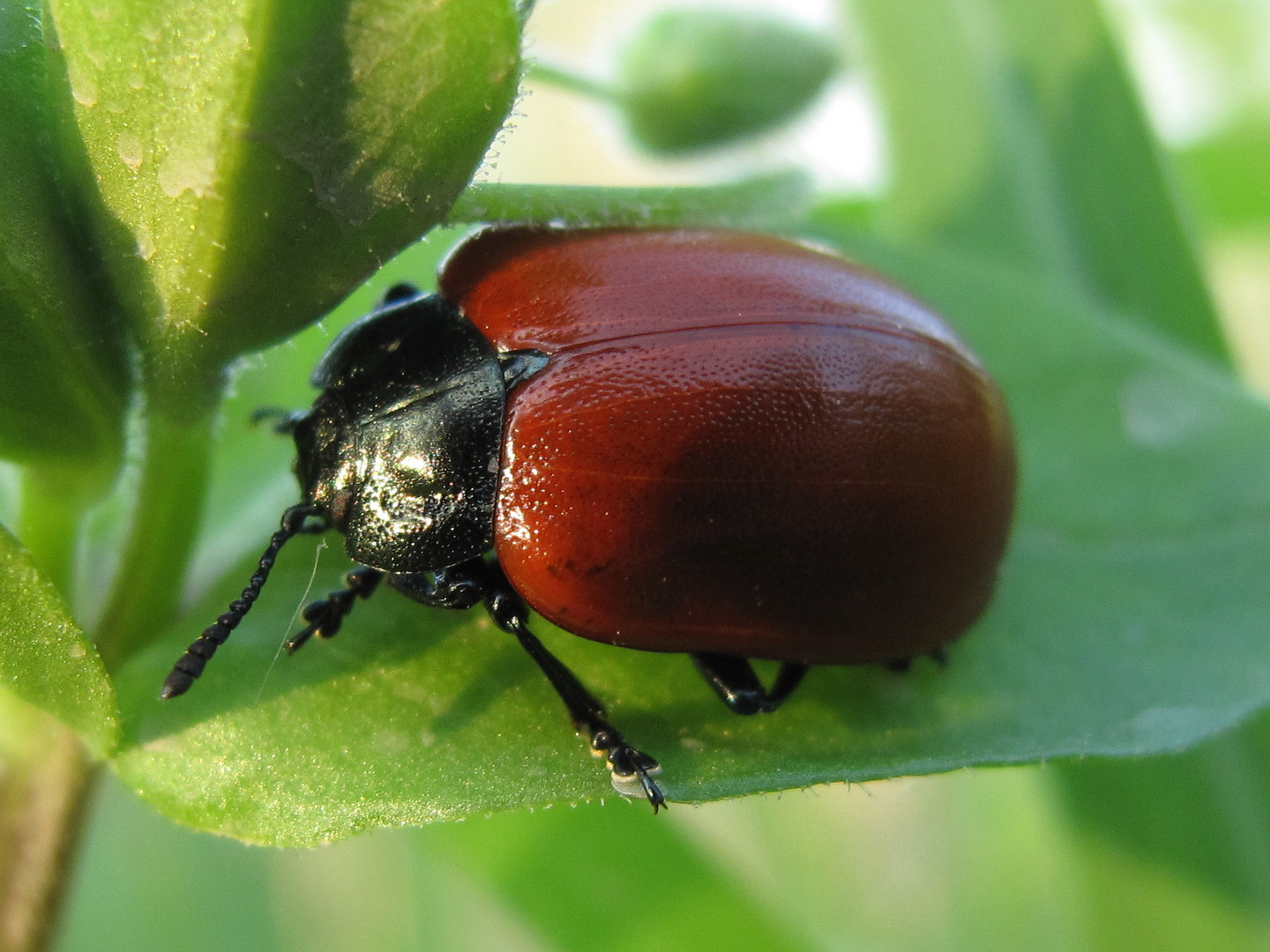 "no...non sono una coccinella..."