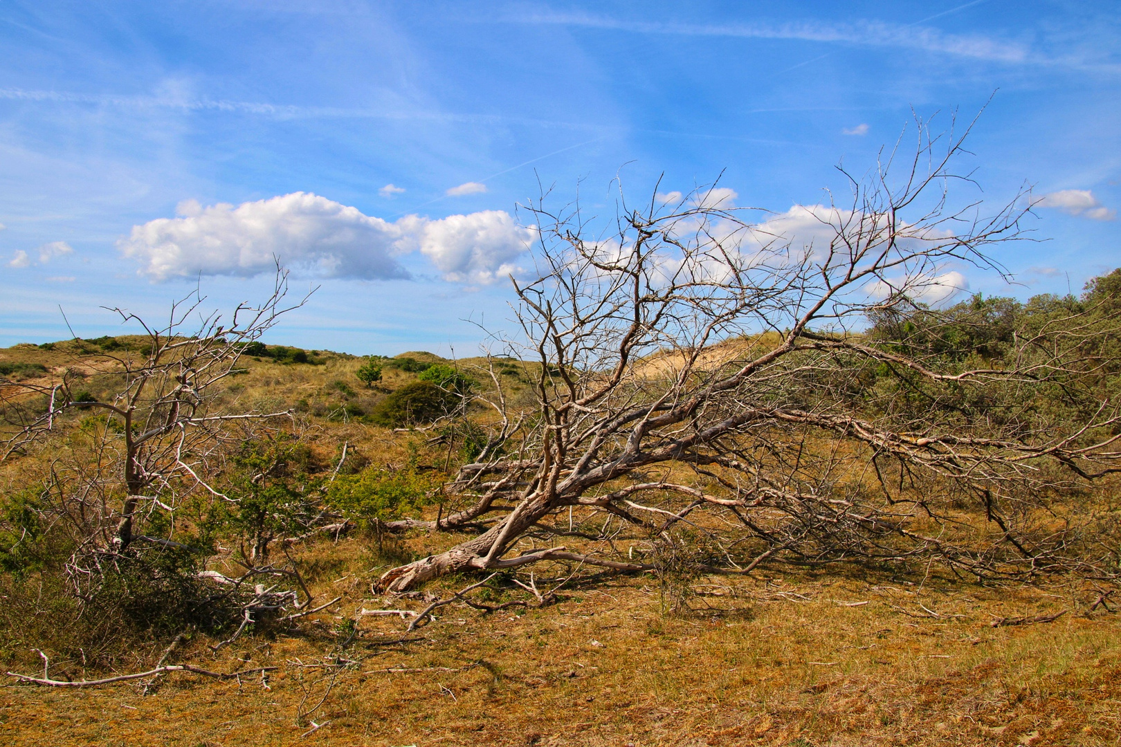 Noordhollands Duinreservaat 3