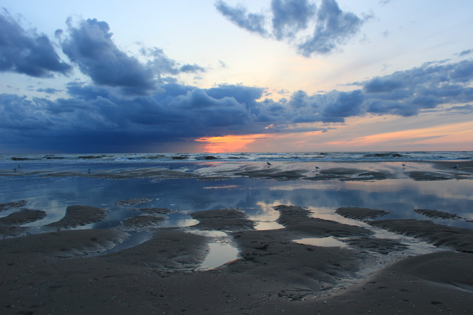 Noordwijk 24. August 2014 Möven beim Abendspaziergang