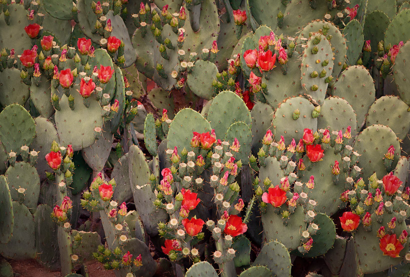 Nopal Bloom