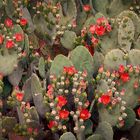 Nopal Bloom