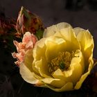 Nopal Bloom & Visitors