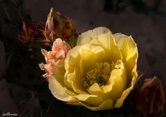 Nopal Bloom & Visitors