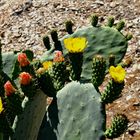 Nopal Blüten.