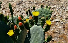 Nopal Blüten.