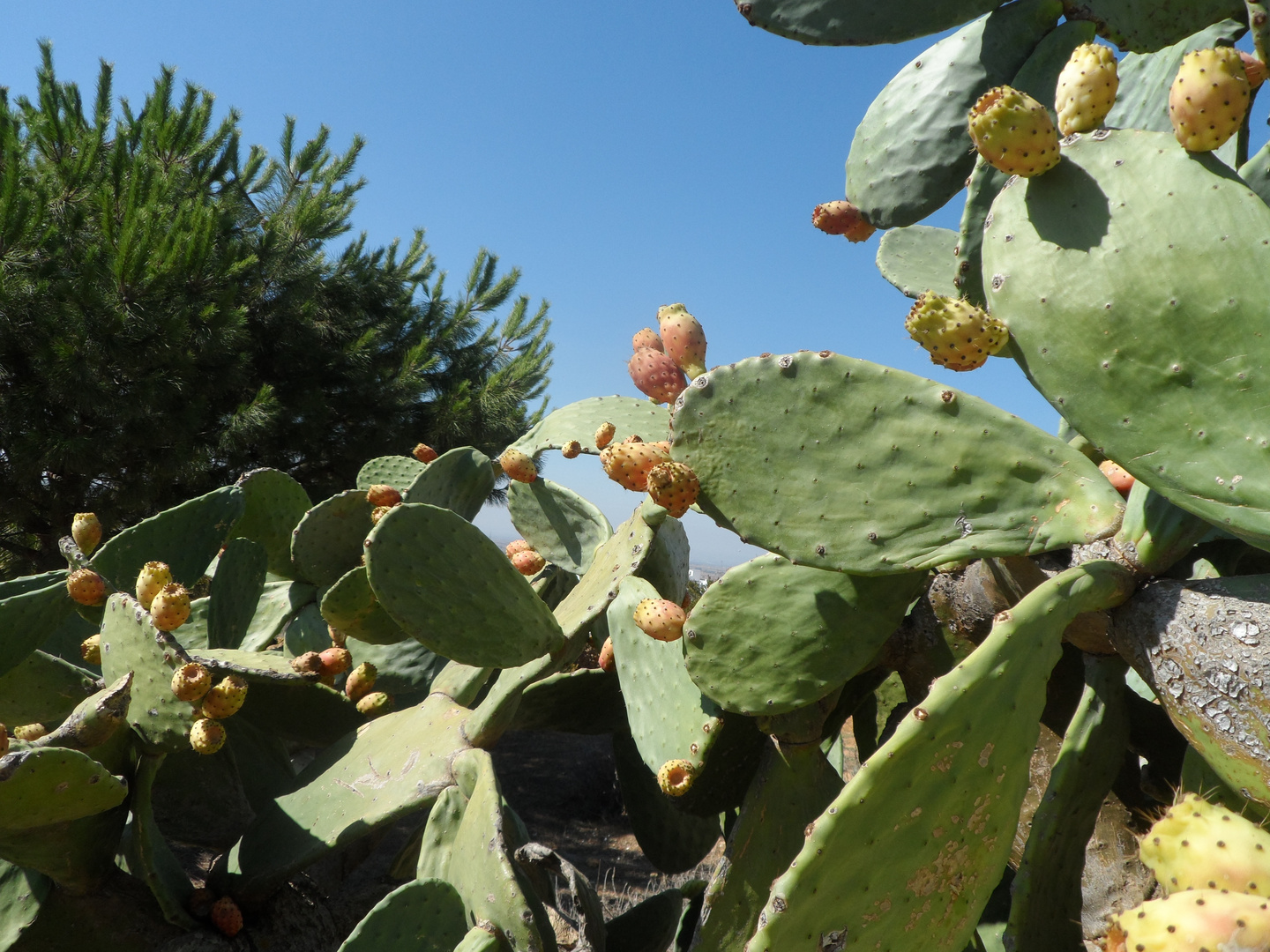 Nopal Cactus The Nopal cactus is good for your health with its benefits.