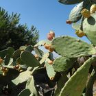 Nopal Cactus The Nopal cactus is good for your health with its benefits.