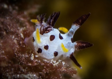 Nora Khalaf's Nudibranch (Trapania norakhalafae Khalaf 2017)