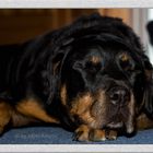 Nora (Rottweiler-Dame)