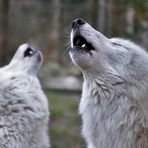 Noran & Nanuk: gemeinsam rumheulen !?!