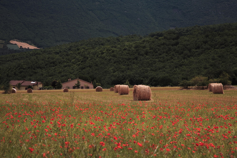 NORCIA