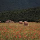 NORCIA