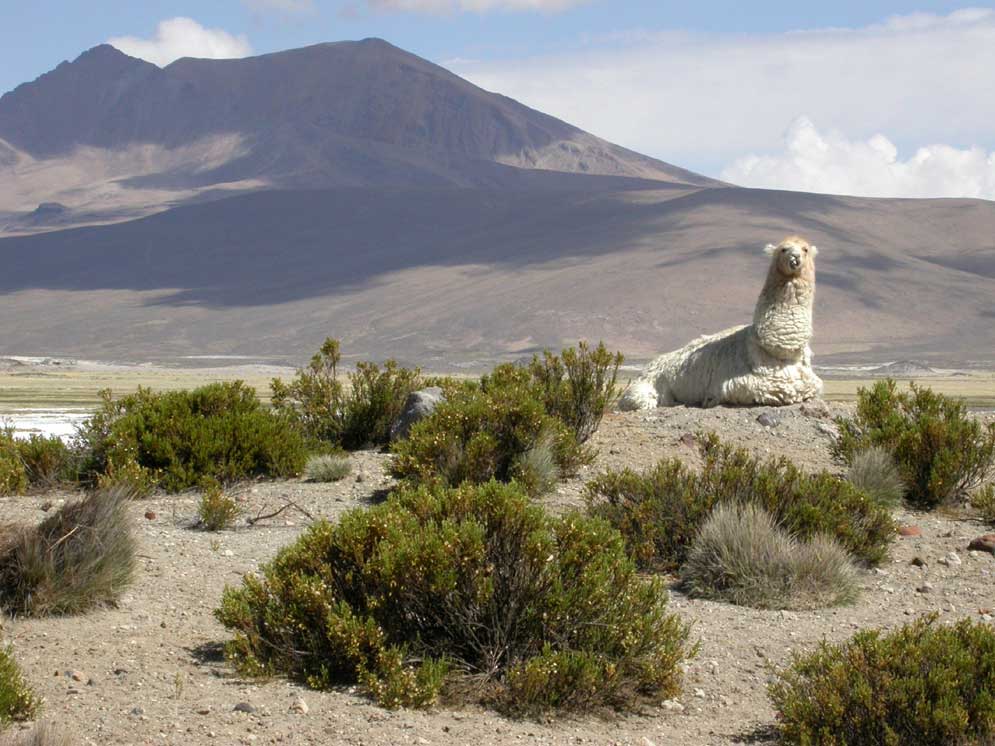 Nord-Chile: Lama im Lauca Nationalpark