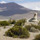 Nord-Chile: Lama im Lauca Nationalpark