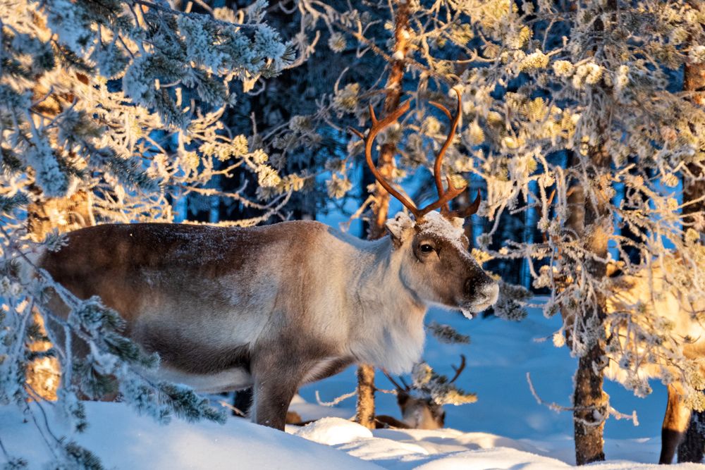 Nord Finnland im Winter Impression 23