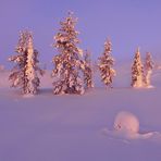 Nord Lappland im Winter 2016-3