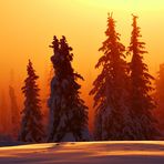 Nord Lappland im Winter 2016-4