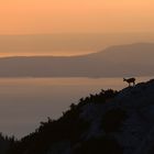 nord velebit rossijeva