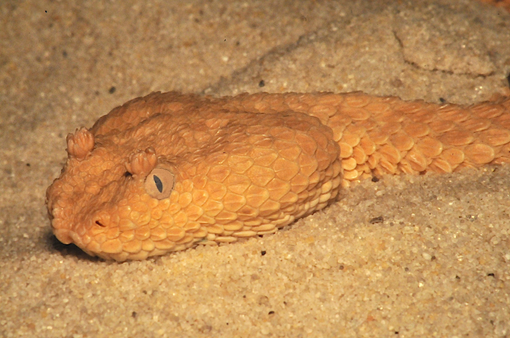 Nordafrikanische Büschelbrauen-Otter (Cerastes vipera waigeli )