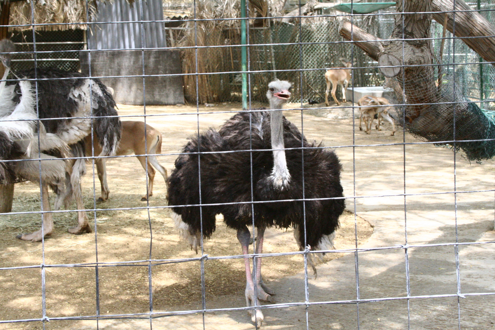 Nordafrikanische Strauß, Dubai Zoo, Dubai, Vereinigte Arabische Emirate