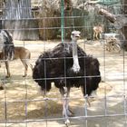 Nordafrikanische Strauß, Dubai Zoo, Dubai, Vereinigte Arabische Emirate