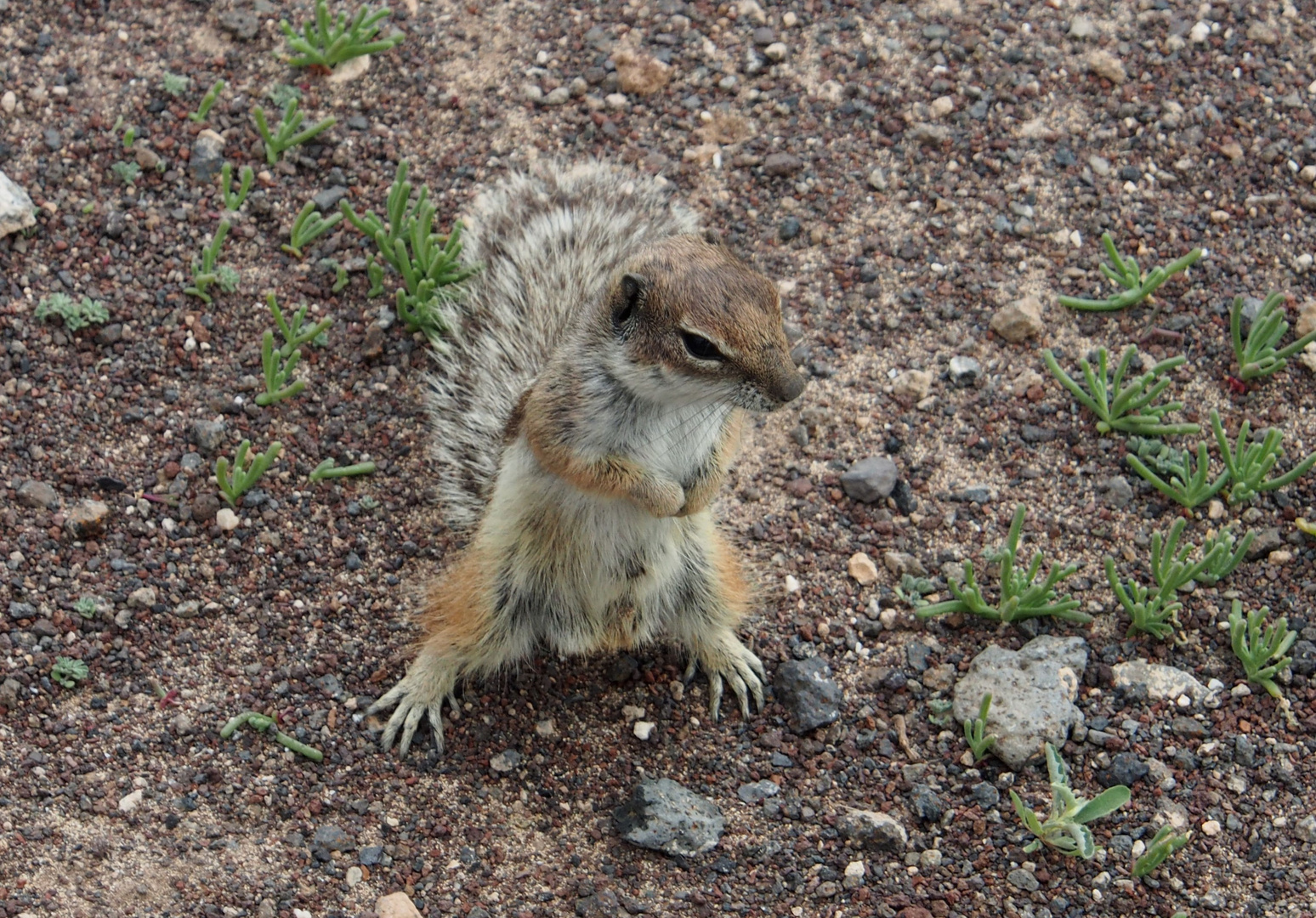 Nordafrikanisches Eichhörnchen