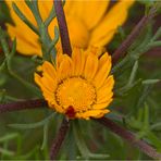 Nordafrikansiche Astblume (Cladanthus arabicus)