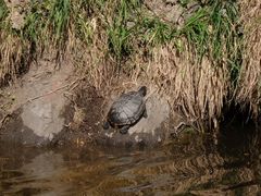 Nordamerikanische Buchstaben-Schmuckschildkröte in der Schlossgräfte in Münster