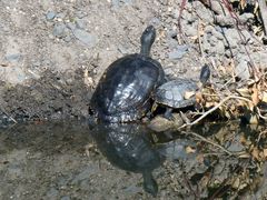 Nordamerikanische Buchstaben-Schmuckschildkröten in der Schlossgräfte in Münster