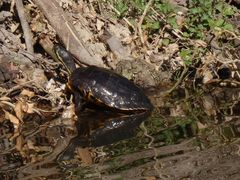 Nordamerikanische Gelbwangen-Schmuckschildkröte in der Schlossgräfte in Münster
