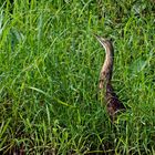 Nordamerikanische Rohrdommel - American Bittern (Botaurus lentiginosus)