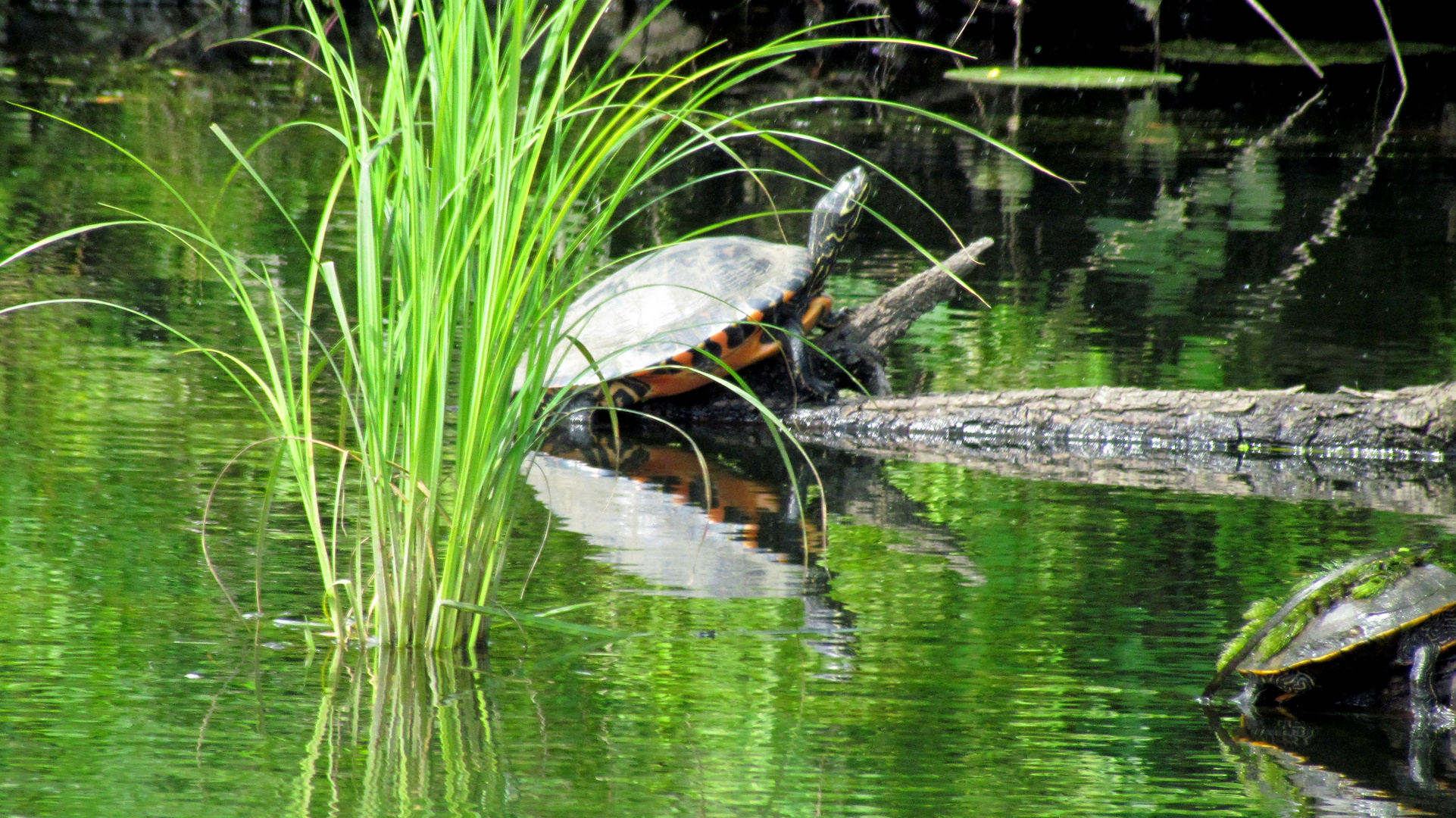 nordamerikanische Schmuckschildkröte-Gelbwangenschildkröte