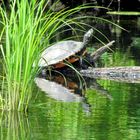 nordamerikanische Schmuckschildkröte-Gelbwangenschildkröte