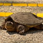 Nordamerikanische Schnappschildkröte (Chelydra serpentina serpentina) -1