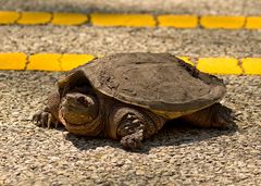 Nordamerikanische Schnappschildkröte (Chelydra serpentina serpentina) -1