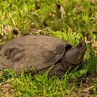 Nordamerikanische Schnappschildkröte (Chelydra serpentina serpentina) - 2