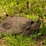 Nordamerikanische Schnappschildkröte (Chelydra serpentina serpentina) - 2