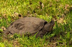 Nordamerikanische Schnappschildkröte (Chelydra serpentina serpentina) - 2