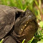 Nordamerikanische Schnappschildkröte (Chelydra serpentina serpentina) - Portrait