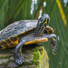 Nordamerikanische Sumpfschildkröte