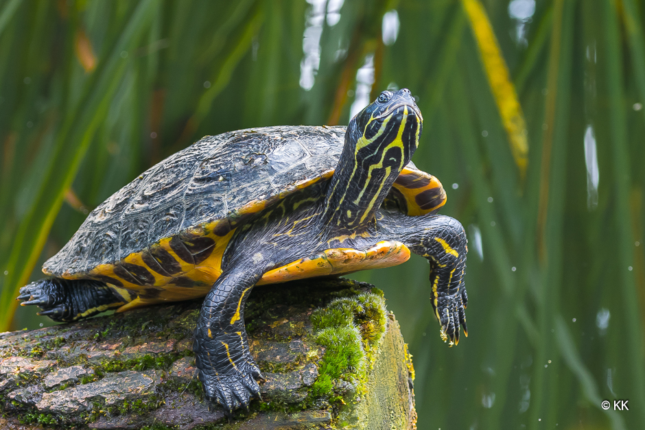 Nordamerikanische Sumpfschildkröte