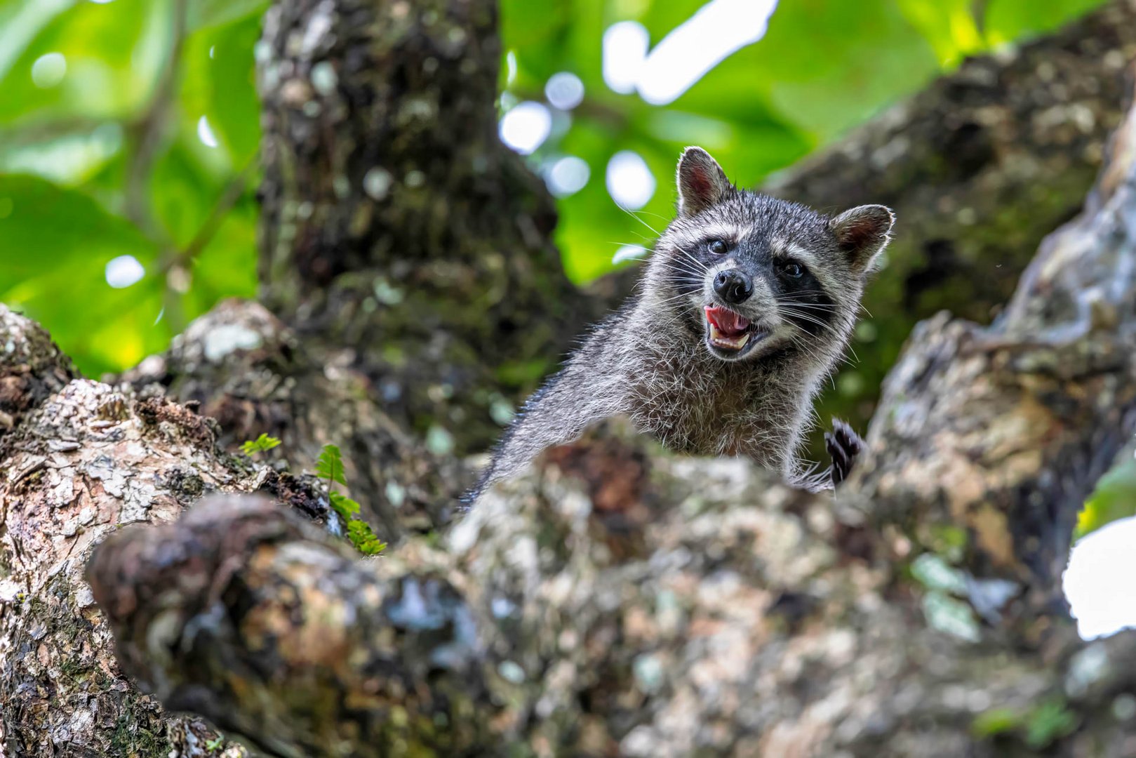 Nordamerikanische Waschbär leckt sich die Lippen / Northern raccoon licking its lips