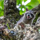 Nordamerikanische Waschbär leckt sich die Lippen / Northern raccoon licking its lips