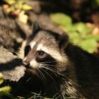 Nordamerikanische Waschbär (Procyon lotor) - Racoon