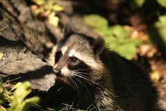 Nordamerikanische Waschbär (Procyon lotor) - Racoon