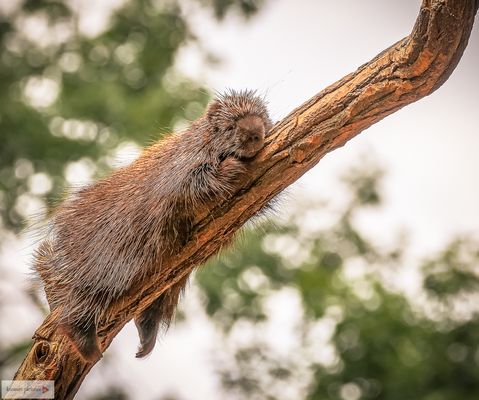Nordamerikanischer Baumstachler