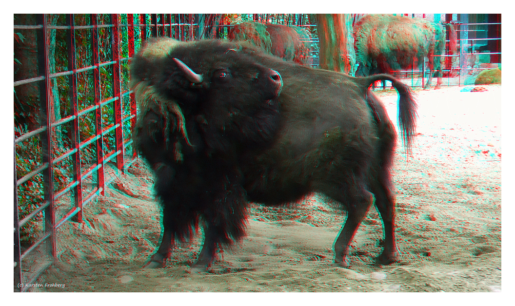 Nordamerikanischer Büffel in 3D (Rot/Cyan)